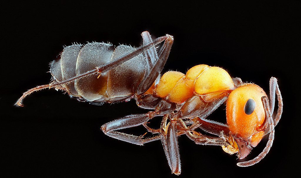 Ant Control service in Santa Fe, NM
