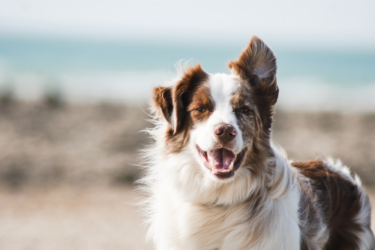 Flea & Tick Control service in Santa Fe, NM