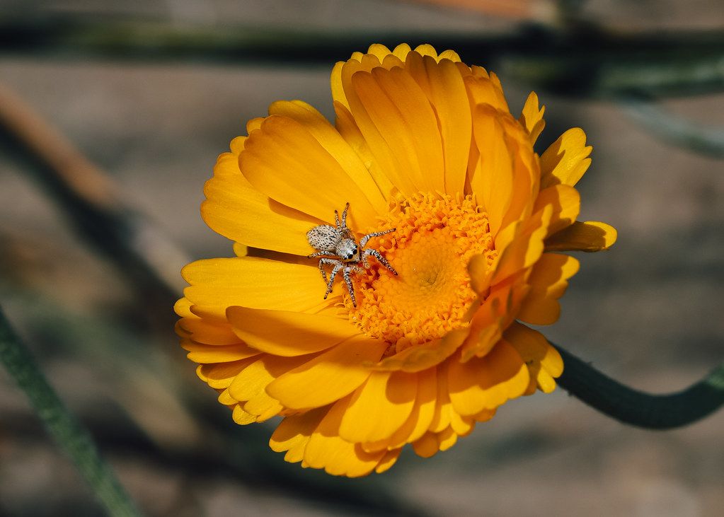 Spider Control service in Santa Fe, NM